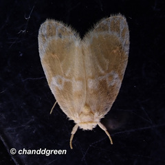 Schistophleps bipuncta