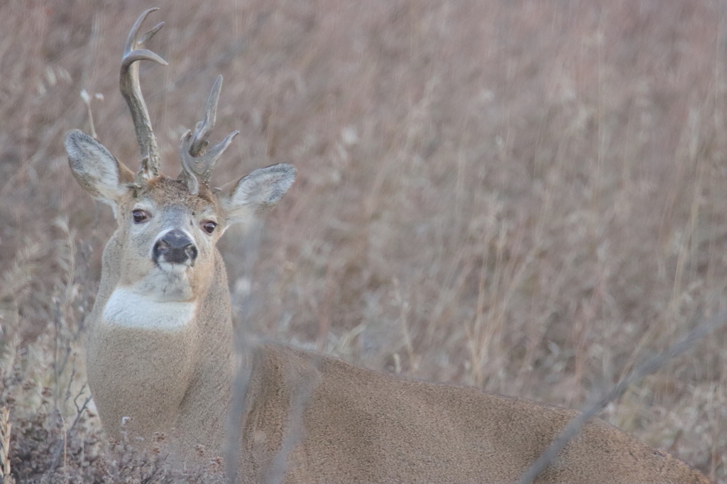 White-tailed Deer from Southeast Calgary, Calgary, AB, Canada on ...