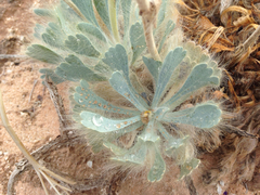 Arctomecon californica