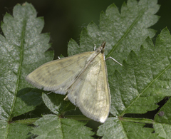 Paratalanta pandalis