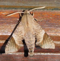 Temnora namaqua