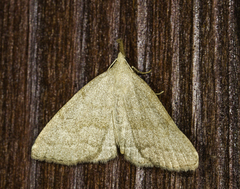 Pechipogo strigilata