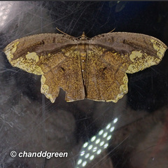 Pareumelea eugeniata