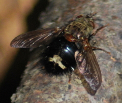 Epalpus