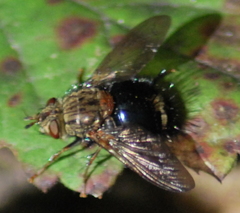 Epalpus