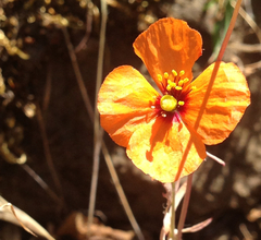 Papaver heterophyllum