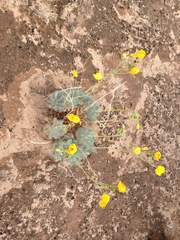 Arctomecon californica