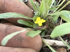 Camissoniopsis lewisii