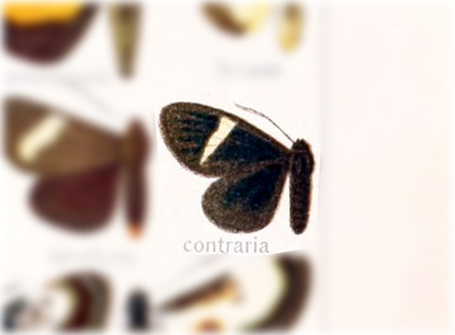 Phasidia contraria