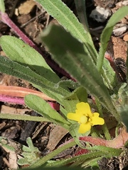 Camissoniopsis lewisii