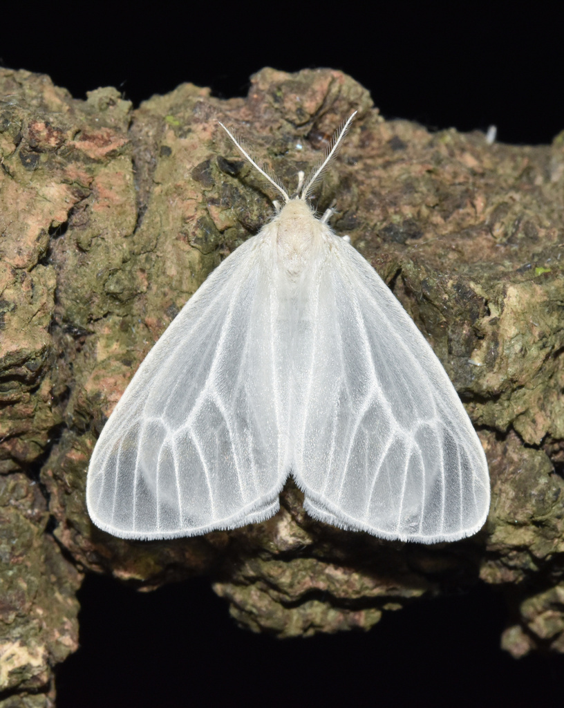 Horned Satin
