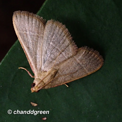 Hypsopygia nonusalis