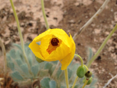 Arctomecon californica