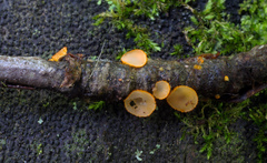 Arachnopeziza aurelia