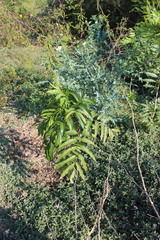 Thouinidium decandrum