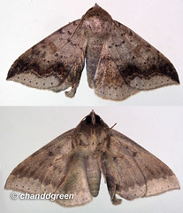 Ericeia subcinerea
