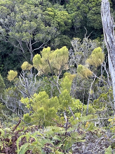 Exocarpos luteolus observed 2023-10-24