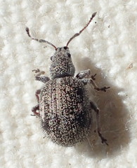 Thricolepis inornata