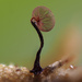 篩黏菌屬 - Photo 由 Max Mudie 所上傳的 (c) Max Mudie，保留部份權利CC BY-NC