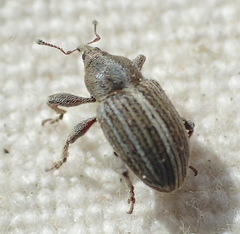 Tychius lineellus