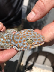 Gekko gecko image