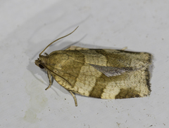 Choristoneura hebenstreitella