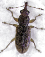 Rhinorhynchus rufulus