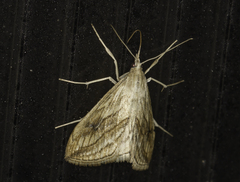 Evergestis forficalis