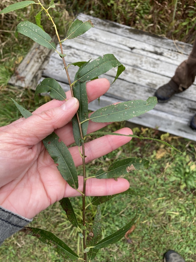 black willow from Windsor, VT 05089, USA on October 17, 2023 at 0218