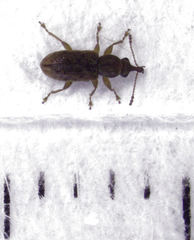 Rhinorhynchus rufulus