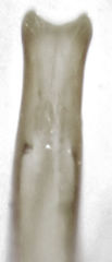 Rhinorhynchus rufulus