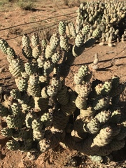 Tephrocactus articulatus