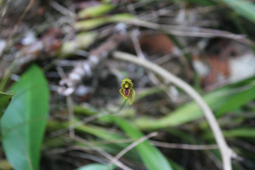 Maxillaria lineolata
