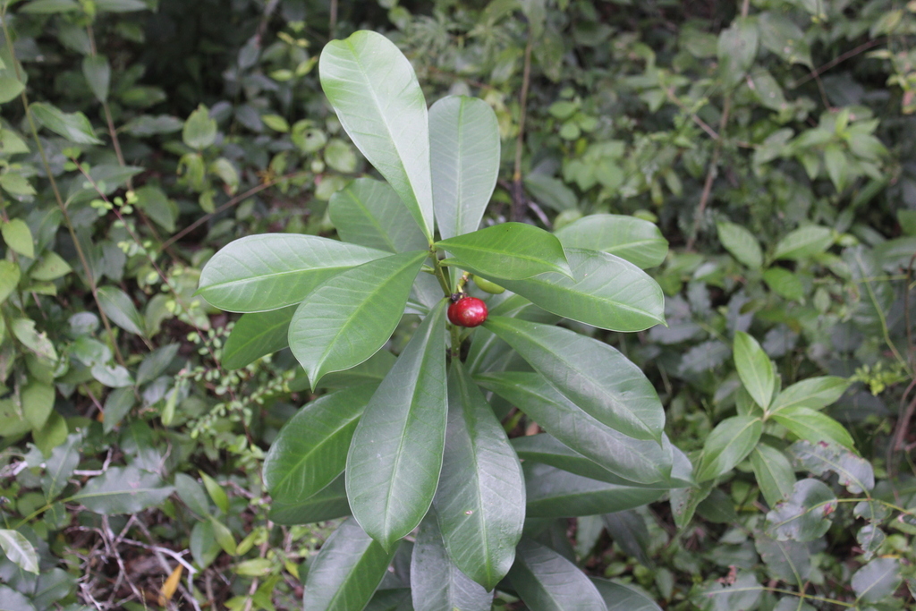 Thevetia ahouai, Melchor de Mencos, Guatemala