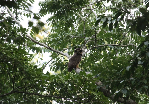 Spectacled Owl (Pulsatrix perspicillata)