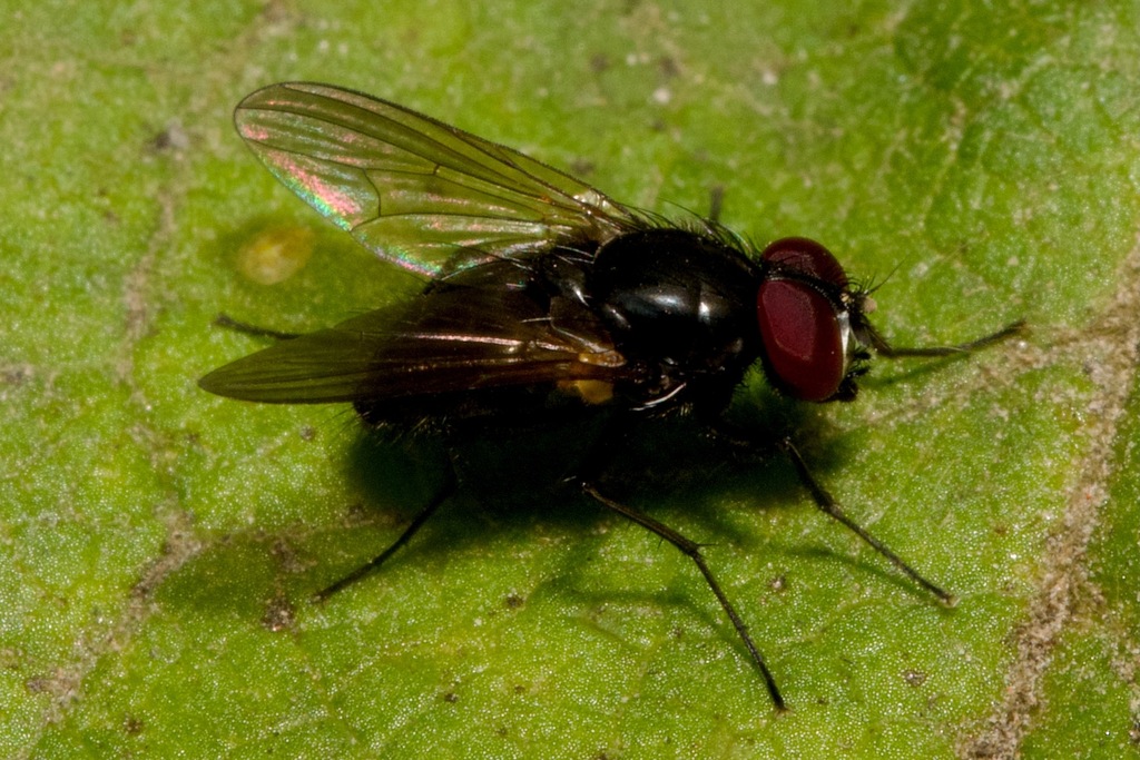 Black Dump Flies From Pilisborosjenő, 2097 Hungary On October 23, 2023 