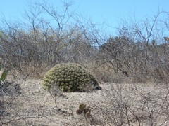 Ferocactus robustus