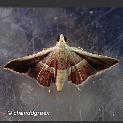 Endotricha repandalis