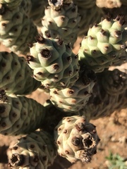 Tephrocactus articulatus
