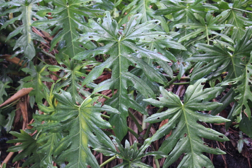 Philodendron radiatum