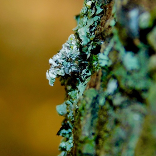 Lichen-carrying Green Lacewing photo 3