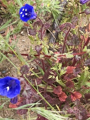 Phacelia parryi