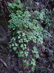 Thalictrum fendleri polycarpum