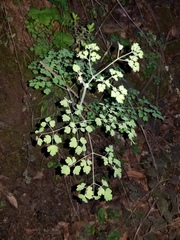 Thalictrum fendleri polycarpum