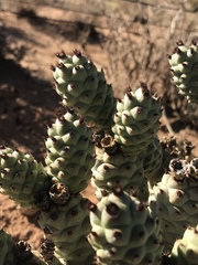 Tephrocactus articulatus