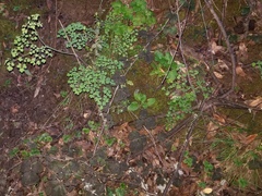 Thalictrum fendleri polycarpum