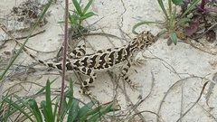 Spot-Tailed Earless Lizard photo 3