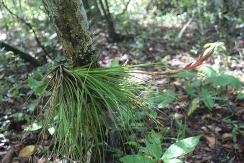 Image of Tillandsia festucoides by (c) Ricard Busquets Reverte, some rights reserved (CC BY)