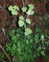 Thalictrum fendleri polycarpum