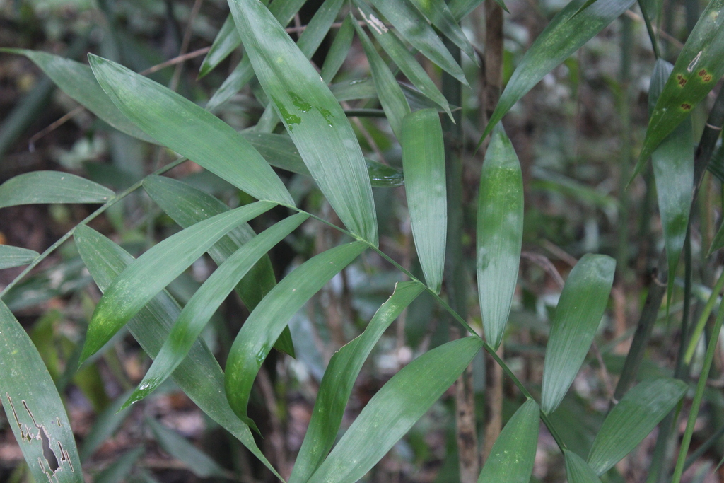 Chamaedorea elegans foliage detail